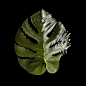  Still life photographer in London, Paris and New York shoots art photography of tropical cheese leaf rippled by water. Creative art photography by Josh Caudwell. Still life art photography of rainforest leaf and water ripples. 