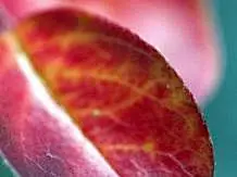 秋天枫叶手机壁纸