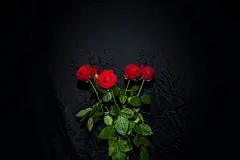 玫瑰花高清摄影素材