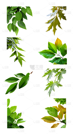 白浅Beryl采集到植物花草