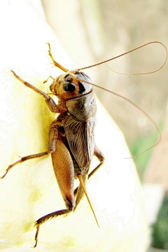 橘子皮Ő采集到虫