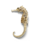 海星海螺贝壳珊瑚海马等 海洋生物主题 高清素材 121.png