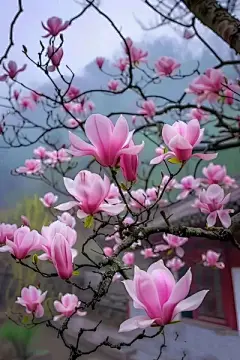 花草集 - 高清图片，堆糖，美图壁纸兴趣社区