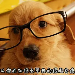 说好的狗狗表情包呢，当然是在这里啦！