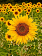 Sunflowers, Provence: 