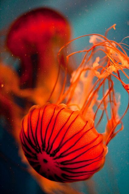 Jellyfish | Jellyfis...