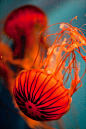 Jellyfish | Jellyfish, octopus