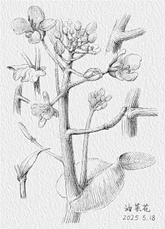 小白必备！3小时临摹黑白线描插画‖解压_3_玩童插画_来自小红书网页版