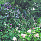 位于奈良县大和郡山市的矢田寺，寺内种植了60种共上万株颜色各异的绣球花（紫阳花），因此矢田寺又被称为绣球花（紫阳花）寺，最佳的赏花时节在6-7月份。简直太漂亮了
