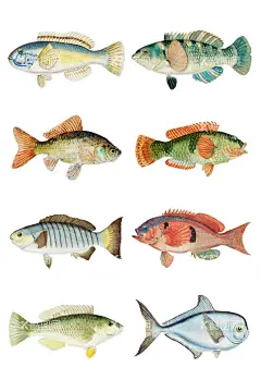 鱼插画  - 源文件下载【酷图网】海洋生物,矢量海洋生物,卡通海洋生物,海洋生物插画,海洋生物插图,海洋生物剪影,鱼,矢量鱼,卡通鱼,手绘鱼,鱼插画,鱼插图,鱼剪影,海洋元素,海洋素材