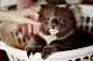 Just A Baby Koala In A Basket | Cutest Paw
