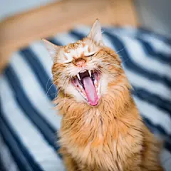 点击来源直接获取大图文件 |姜黄色的搞笑猫张大嘴巴打哈欠