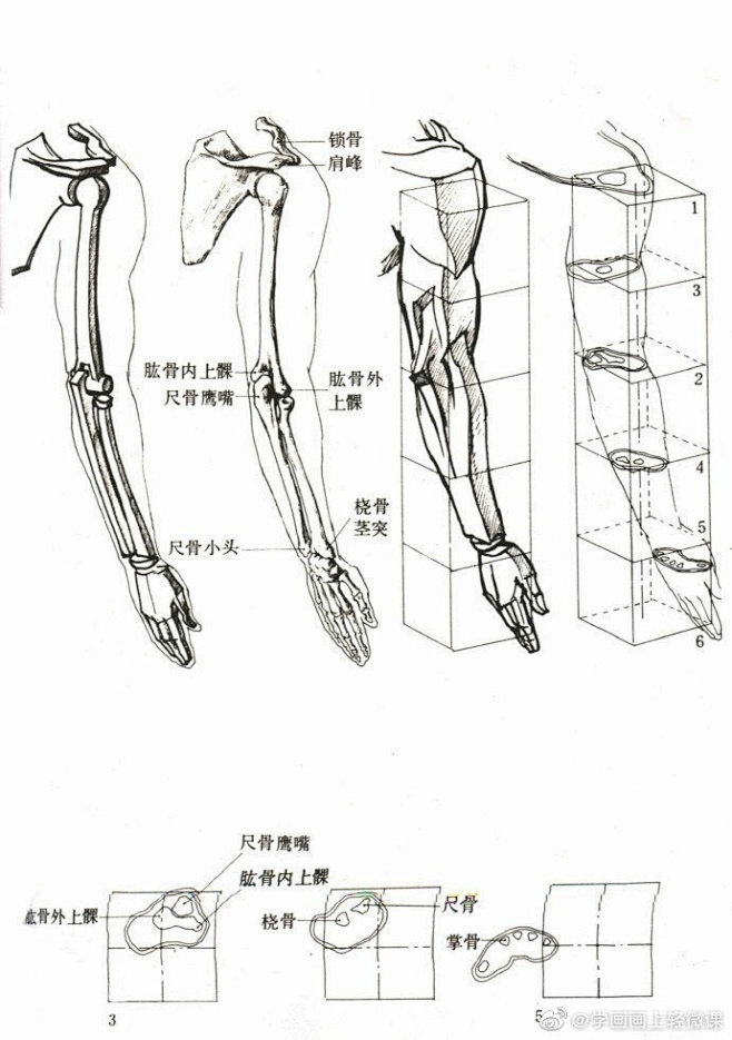 人体躯干四肢骨骼绘画练习参考！（年轻人，...