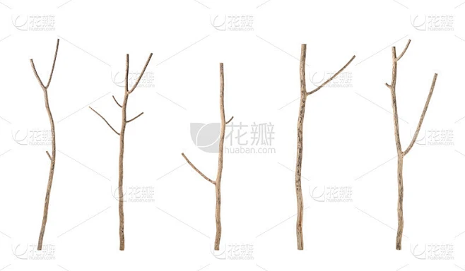 一块干树枝。工作室拍摄孤立的白色素材-花瓣网