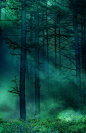 深绿色，魔法森林
Dark Green, The Enchanted Wood