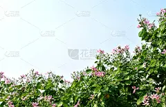 紫荆花紫荆，夏威夷兰花树和粉红色的花与天空背景