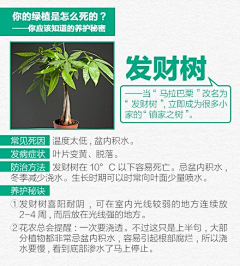 方糖设计采集到J-景观植栽/植物品种