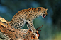豹子捕猎 豹子在树上 树上的豹子 凶猛动物-动物-动物，凶猛动物