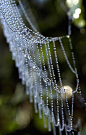 密实的蜘蛛网在透亮晨露的修饰下显得是那么的清新，高雅，真像是一串串珍珠拼合下的完美装饰品