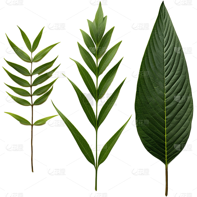 植物绿叶叶子