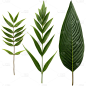 植物绿叶叶子