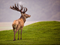 Hans Kruse在 500px 上的照片Red Deer in Early Morning