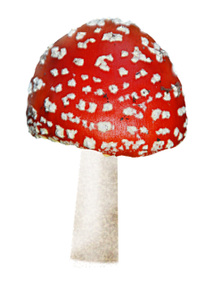 小区多多公众号采集到mushroom