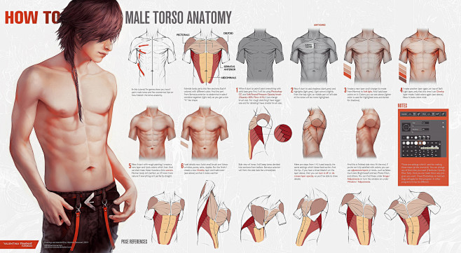 Male Torso Anatomy a...