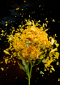 坏掉的,影棚拍摄,爆炸,黄色,花_135929811_Exploding Yellow Roses_创意图片_Getty Images China