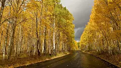 秋天 白桦树 公路 风景桌面壁纸