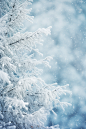 雪季覆盖着冰霜的树枝摄影图