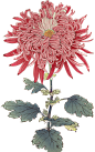 HTC_Heritage Library_Hasegawa Flowers 02Element 2