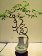 Bonsai trained tree. symbolises fortune for the Chinese.