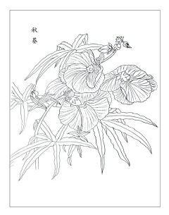 梅花小弄采集到白描花卉-芙蓉 扶桑 秋葵 杜鹃