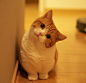 日本的一对兄妹短腿猫，俩喵特别相亲相爱！他们的每日任务就是卖萌