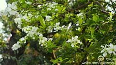 这是白鹃梅（Exochorda racemosa），日本叫利休梅（リキュウバイ），明治时传入，为茶人所爱，常用作茶室插花