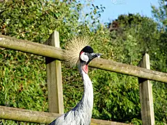 grey crowned crane(姓氏)和南非王冠，灰王冠或Heller王冠，冒险乐园Walte