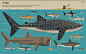 Smart about Sharks - Owen Davey Illustration