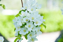 苹果树的花是白色的