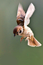 【图】拍呆鸟不好玩，求教这种小麻雀是如何打到的-生态摄影-蜂鸟摄影论坛_百度图片