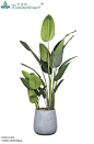 家具细节

节省
上传者
深圳·罗曼提软饰品微信：18316858886
罗曼提现代风格个性落地花器绿植客厅酒店别墅样间
罗曼提花艺品牌微信18316858886

深圳·罗曼提软饰品微信：18316858886
415位关注者

跟随
注释





斯蒂芬·朗廷保存到植物
更像这样


西丽苏珊娜

盆栽植物 | 花卉、植物和树木 | 装饰风格

下载室内植物的高级png png样机热带绿叶透明背景由dunno设计实验室关于花盆，植物png，植物，树和室内装饰 3236816

Yelapa 水泥种植
