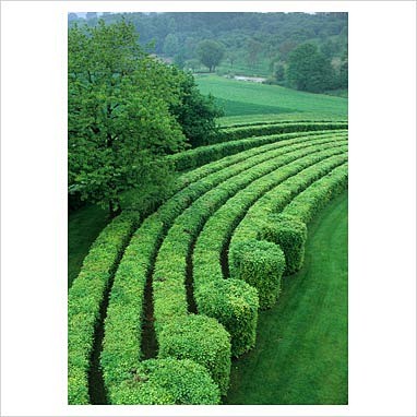 【景观绿篱植物设计图集下载】绿墙模纹花坛...