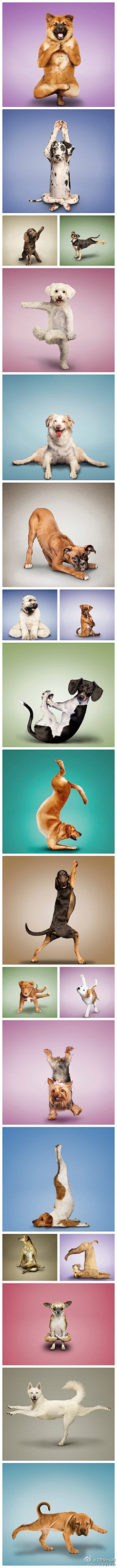 小金猫采集到狗
