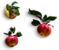 苹果,切开的苹果,苹果png,高清苹果图片
