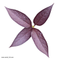 紫色树叶叶子实物免抠png素材图片png免抠元素产品实物背景装饰免扣图片设计图案