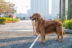 点击来源直接获取大图文件 |The Cute golden retriever
