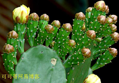 烟雨兰花采集到多肉植物