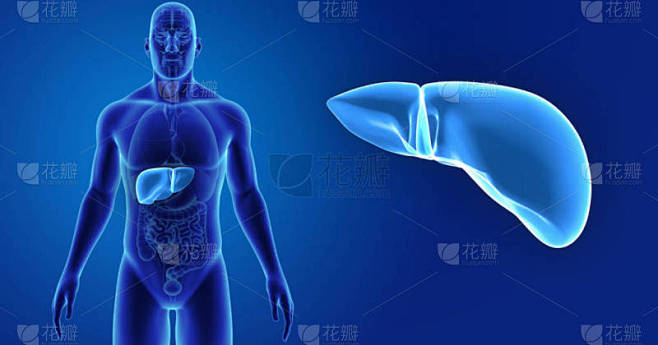 人体与肝脏彩色医学插图
