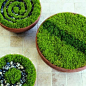 Moss garden in pots.