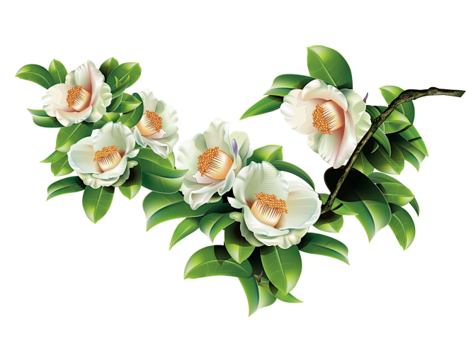 山茶花，植物，绿色，花朵，png，免扣素...